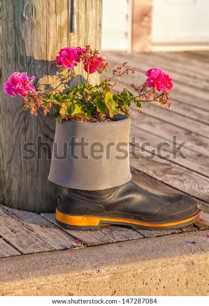 Little Flower Garden Planted Rubber Boot Stock Photo Edit Now