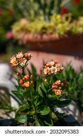 little flowers at grandma garden's in the sunnyday
