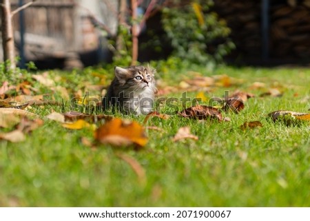 
little fluffy cat before jumping