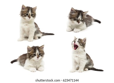 Little fluffy kitten on a white background. Horizontal photo.