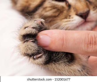 Little fluffy kitten's paw and woman finger for contrast close-up  - Powered by Shutterstock