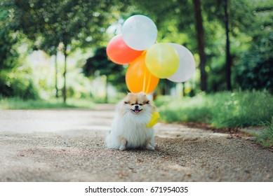 Little fluffy pomeranian dog with balloons in the park