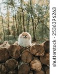 Little fluffy pomeranian dog on a log in forest at autumn