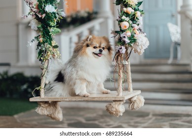 Little fluffy pomeranian dog sitting on swing with many flowers