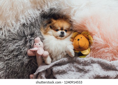 Little Fluffy Pomeranian Dog Slipping On Fur Cushions With Toys