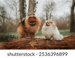 Little fluffy pomeranian dogs on a log in forest at autumn