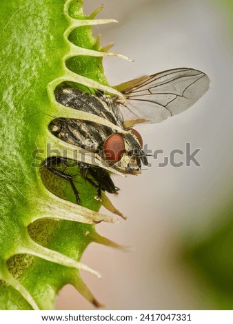                                Little fly caught in a venus flytrap – no way to escape
