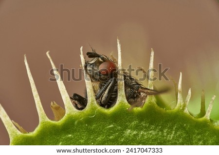                              Little fly caught in a venus flytrap – no way to escape  