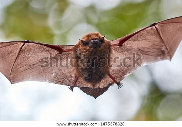 Little Flying Bat in\
Forest