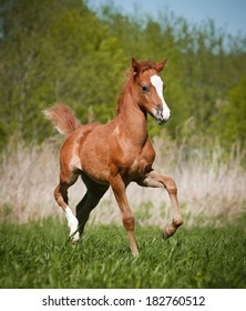 Little Foal