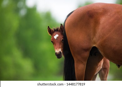 Little Foal Brown  Horse I Hid Behind My Mom The Summer, Playing Hide And Seek