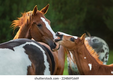 Little foal clacking to adult horse. The foal shows that he is small and does not need to be offended.
