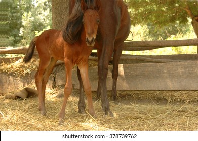 Little Foal With Mama At The Stall