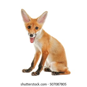 Little Fox Cub Sitting Isolated On White