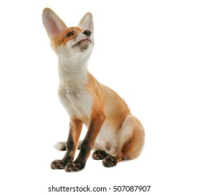 Little Fox Cub Sitting Isolated On White