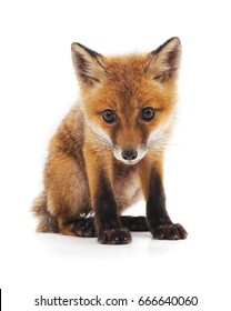 Little Fox Isolated On A White Background.