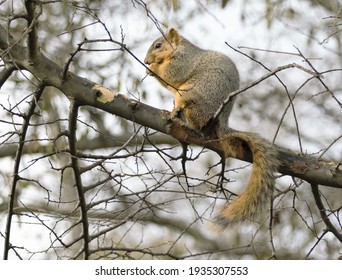 A Little Fox Squirrel Eating Tree Bark