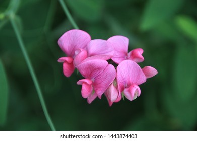 Little Fragrant Sweat Pea Flower 