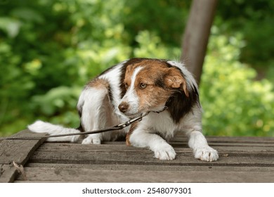 Little frightened puppy.A homeless frightened puppy from an animal shelter walks on a leash for the first time.Socialization and safe walking of dogs from a shelter. - Powered by Shutterstock