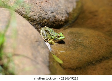 Little Frog In The Lake Before Jump