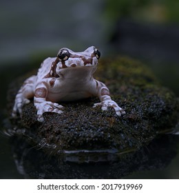 Little Frog Leaping Into The Rock On Small Water Pond.