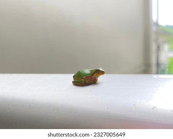Little frog on the banister.