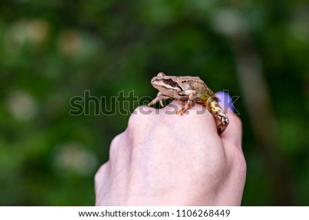 Similar – Image, Stock Photo the Prince Colour photo