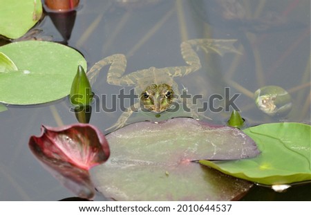 Little frog with waterlily leaves