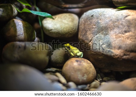 little frog yellow green macro stones aquarium reptile poison head heat isolation