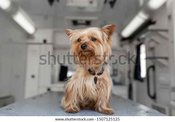Little fun\
doggy yorkshire terrier posing on manipulation table inside pet\
ambulance car. Veterinary clinic\
promotion