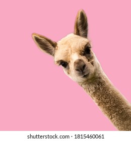 Little funny alpaca on pink background.