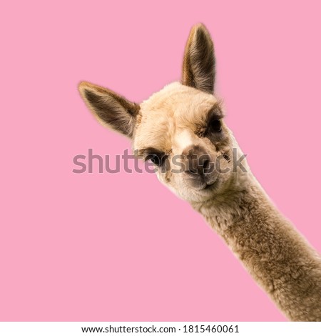 Little funny alpaca on pink background.