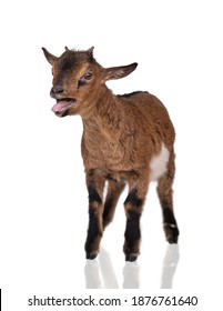 Little Funny Baby Goat Bleating Isolated On White Background