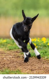 Little Funny Baby Goat Jumping In The Field With Flowers. Farm Animals.