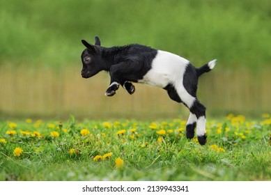 Little Funny Baby Goat Jumping In The Field With Flowers. Farm Animals.