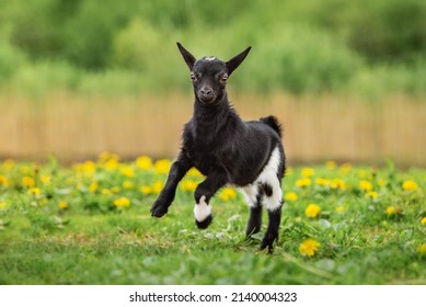 Little Funny Baby Goat Jumping In The Field With Flowers. Farm Animals.