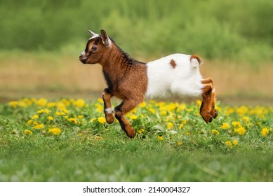 Little Funny Baby Goat Jumping In The Field With Flowers. Farm Animals.