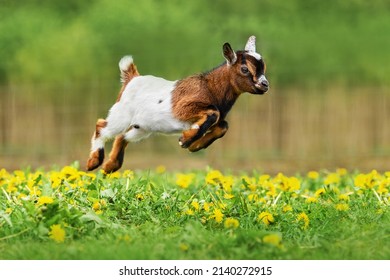 Little Funny Baby Goat Jumping In The Field With Flowers. Farm Animals.