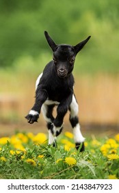 Little Funny Baby Goat Jumping In The Field With Flowers. Farm Animals.