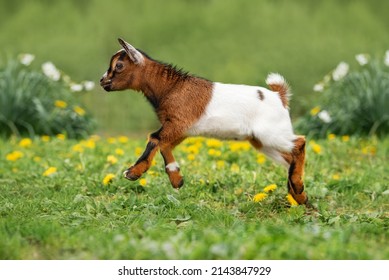 Little Funny Baby Goat Jumping In The Field With Flowers. Farm Animals.