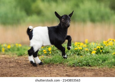 Little Funny Baby Goat Jumping In The Field With Flowers. Farm Animals.