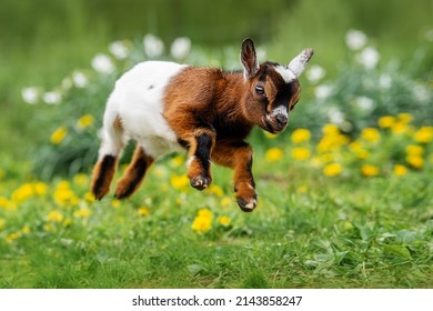 Little Funny Baby Goat Jumping In The Field With Flowers. Farm Animals.