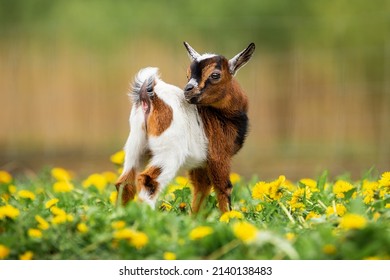 Little Funny Baby Goat In Summer. Farm Animals.