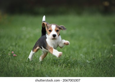 Little funny beagle puppy running on the lawn - Powered by Shutterstock