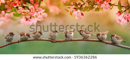 little funny birds and birds chicks sit on the branches of an apple tree with pink flowers in a sunny spring garden