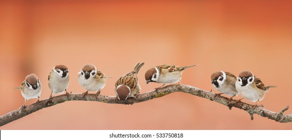 Funny Birds Images Stock Photos Vectors Shutterstock