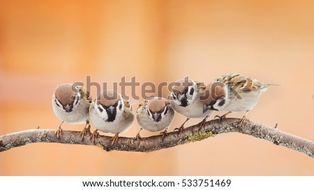 a lot of little funny birds sitting on a branch and looking curiously