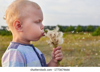 Der kleine lustige blonhaarige Junge bläst auf einer Sommerwiese auf Löwenzahn.