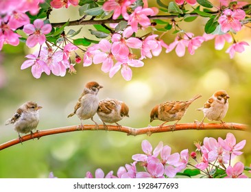 little funny chicks sparrows sit in spring sunshine on the branches of an apple tree with pink flowers