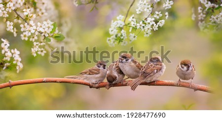 little funny chicks sparrows sit in spring sunshine on the branches of a cherry tree with white flowers